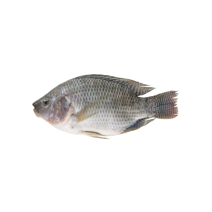 Big Fresh Tilapia