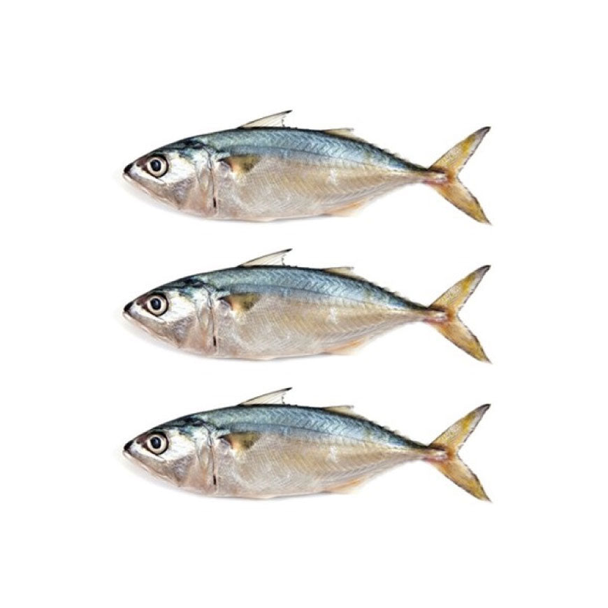 Mackerel 3 Pcs