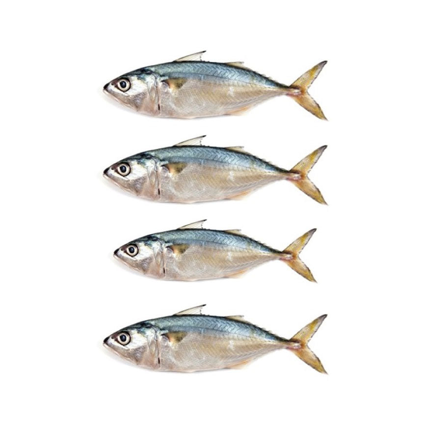 Mackerel 5 Pacs